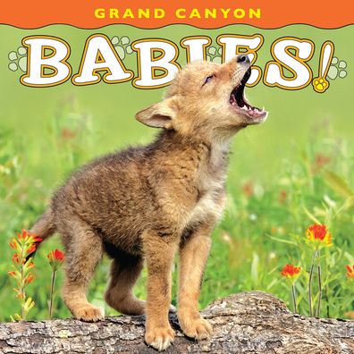 Grand Canyon Babies