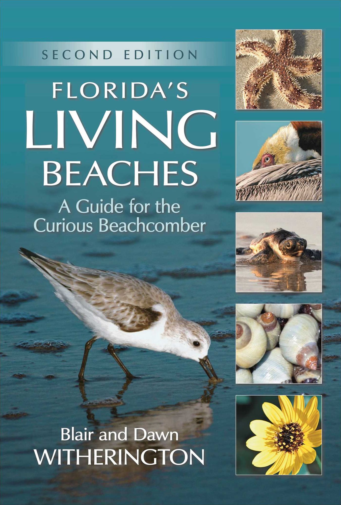 Florida's Living Beaches: A Guide for the Curious Beachcomber