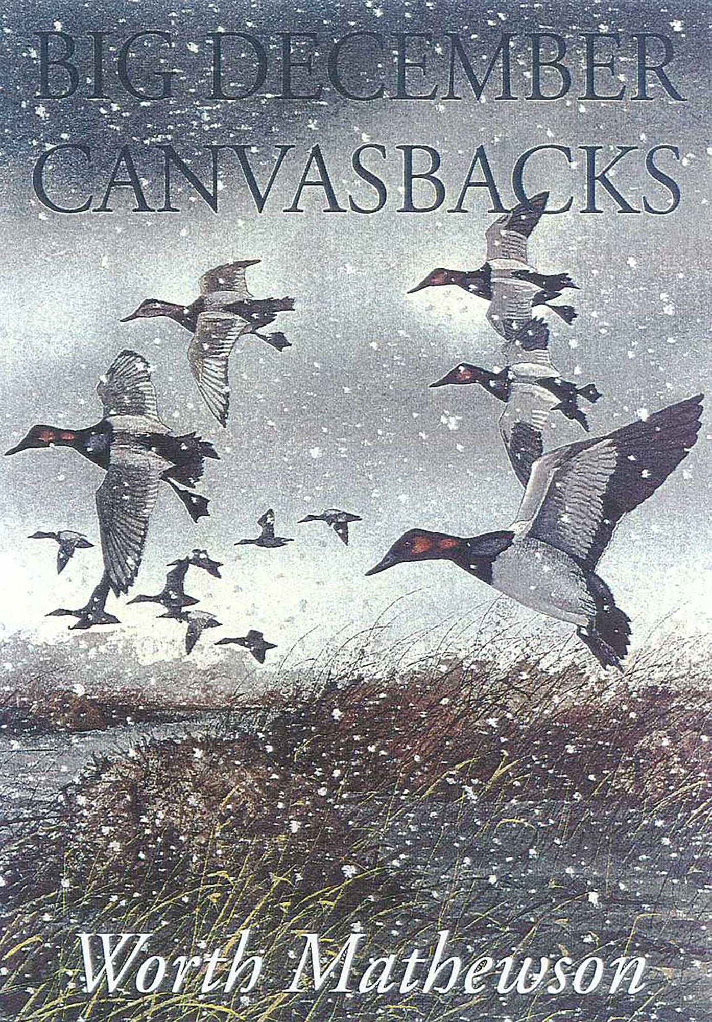 Big December Canvasbacks