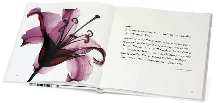Flower Spirits: The Beauty That Blooms Within