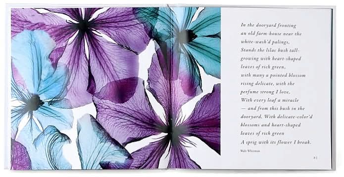 Flower Spirits: The Beauty That Blooms Within