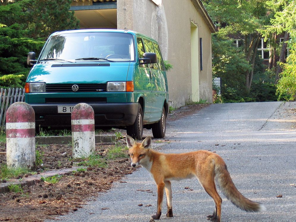Feral Cities: Adventures with Animals in the Urban Jungle