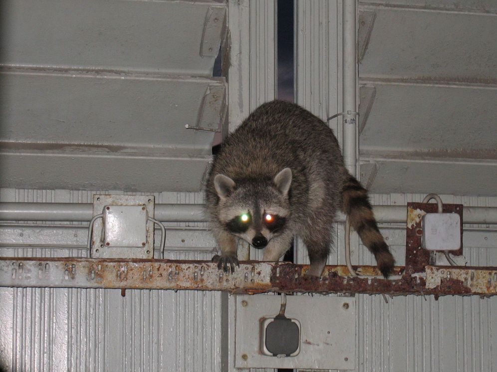Feral Cities: Adventures with Animals in the Urban Jungle