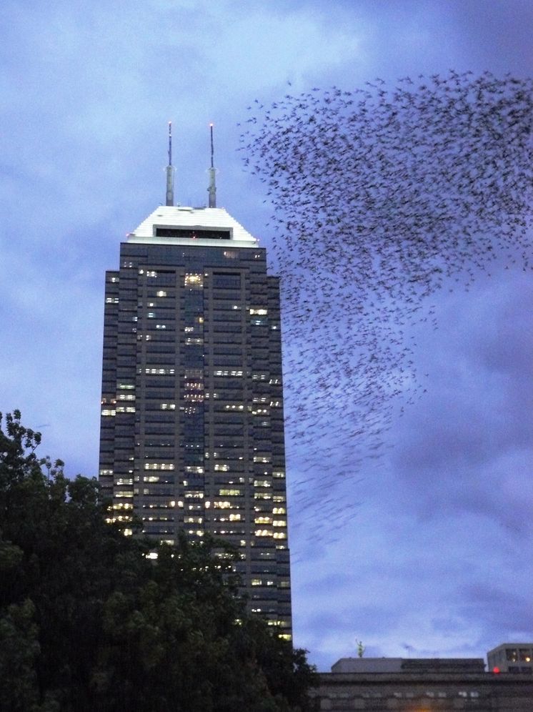 Feral Cities: Adventures with Animals in the Urban Jungle