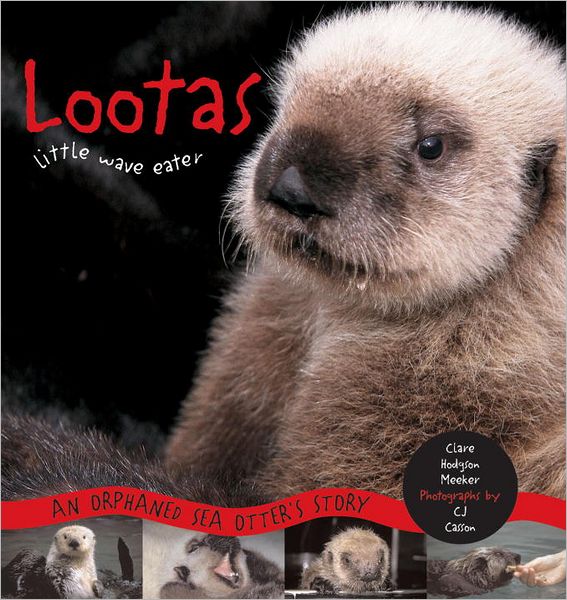 Lootas, the Little Wave Eater: An Orphaned Sea Otter's Story