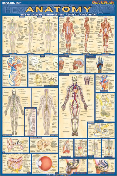 Anatomy-Laminated