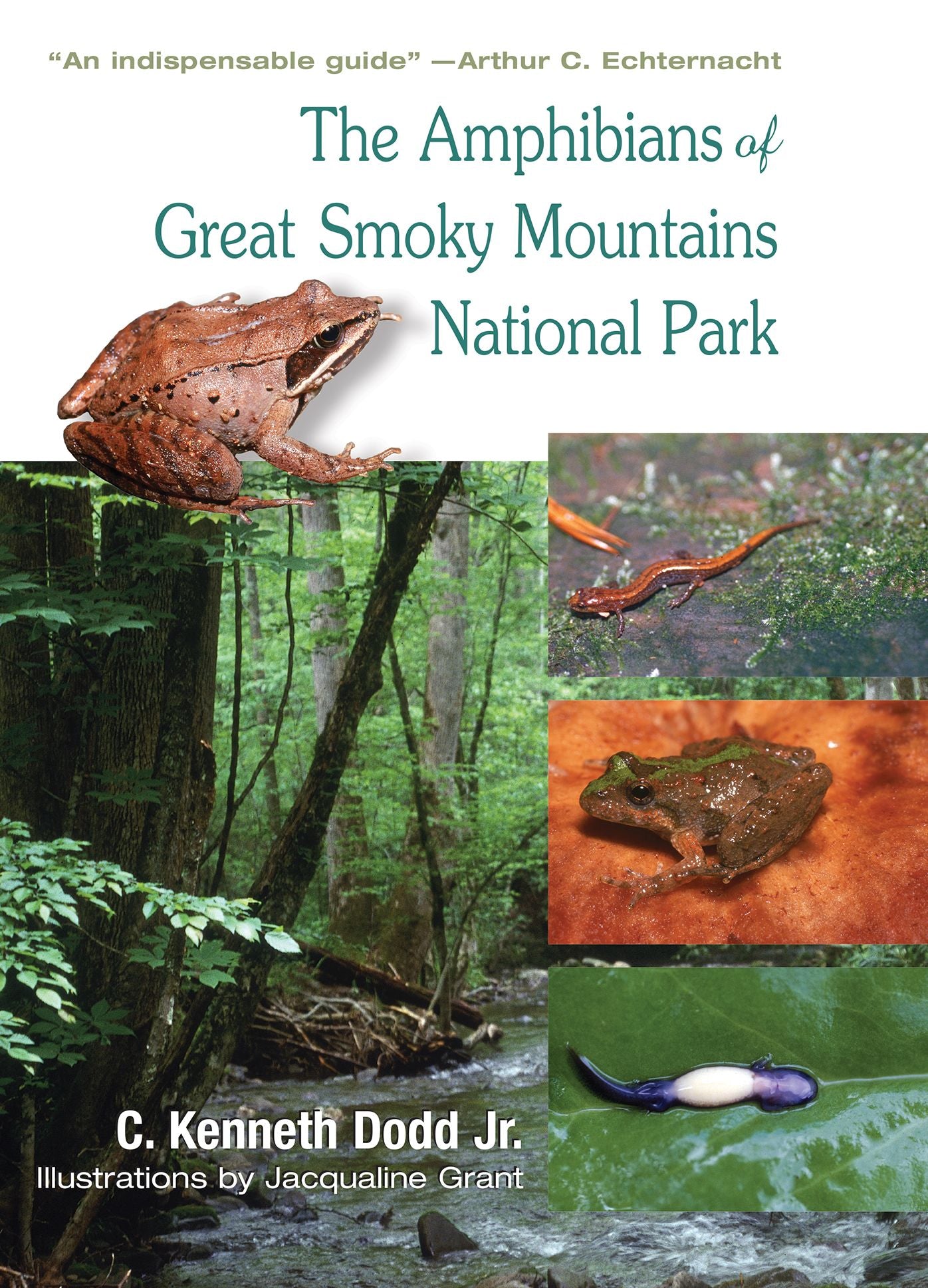 The Amphibians of Great Smoky Mountains National Park
