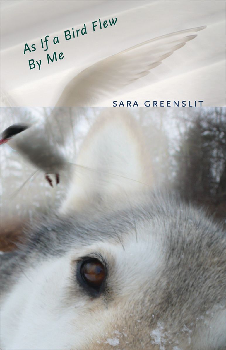 As If a Bird Flew By Me: A Novel