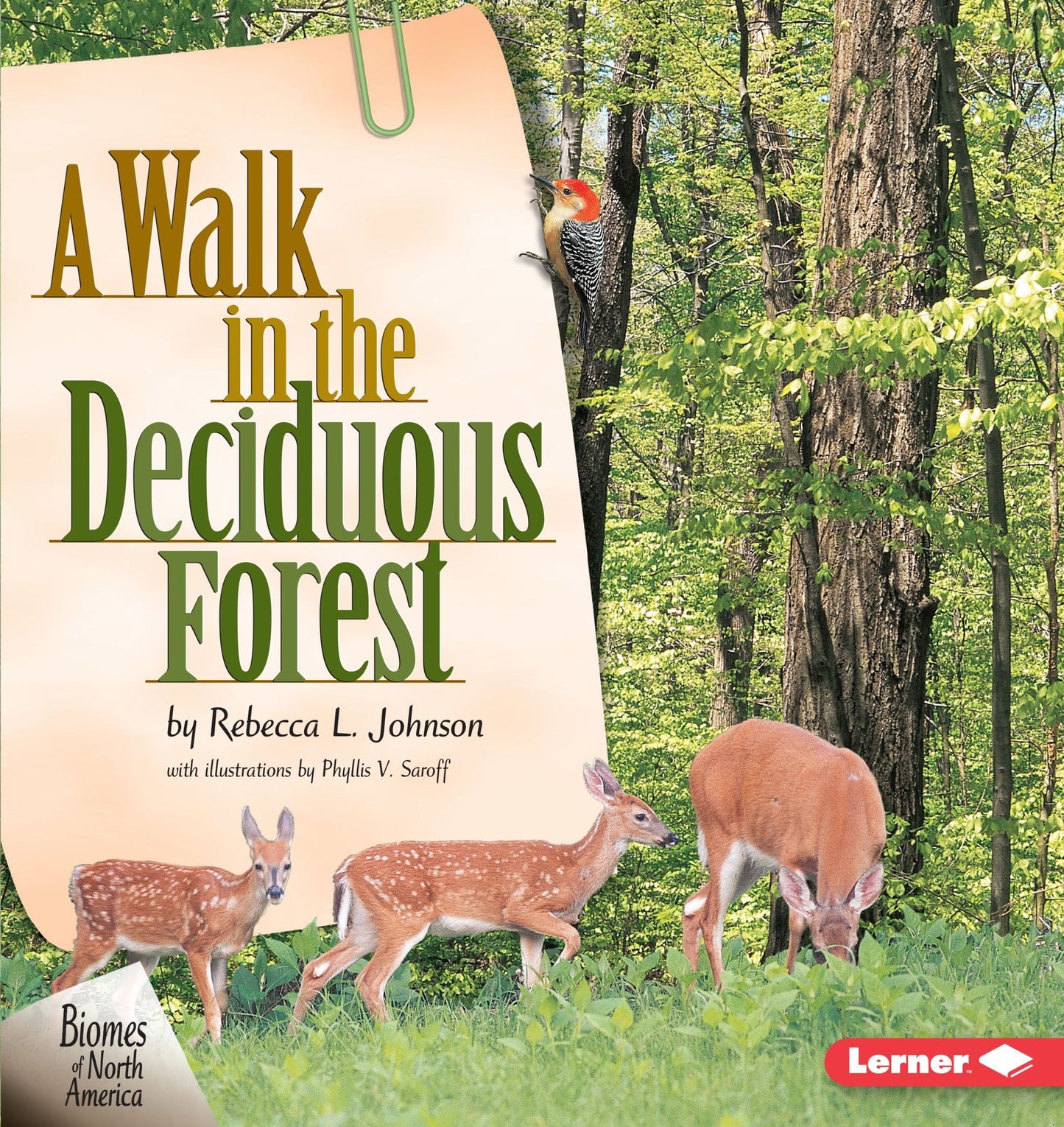 A Walk in the Deciduous Forest