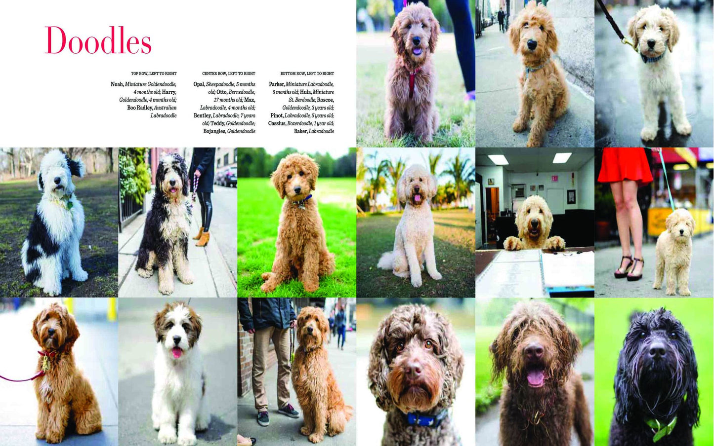 The Dogist: Photographic Encounters with 1,000 Dogs