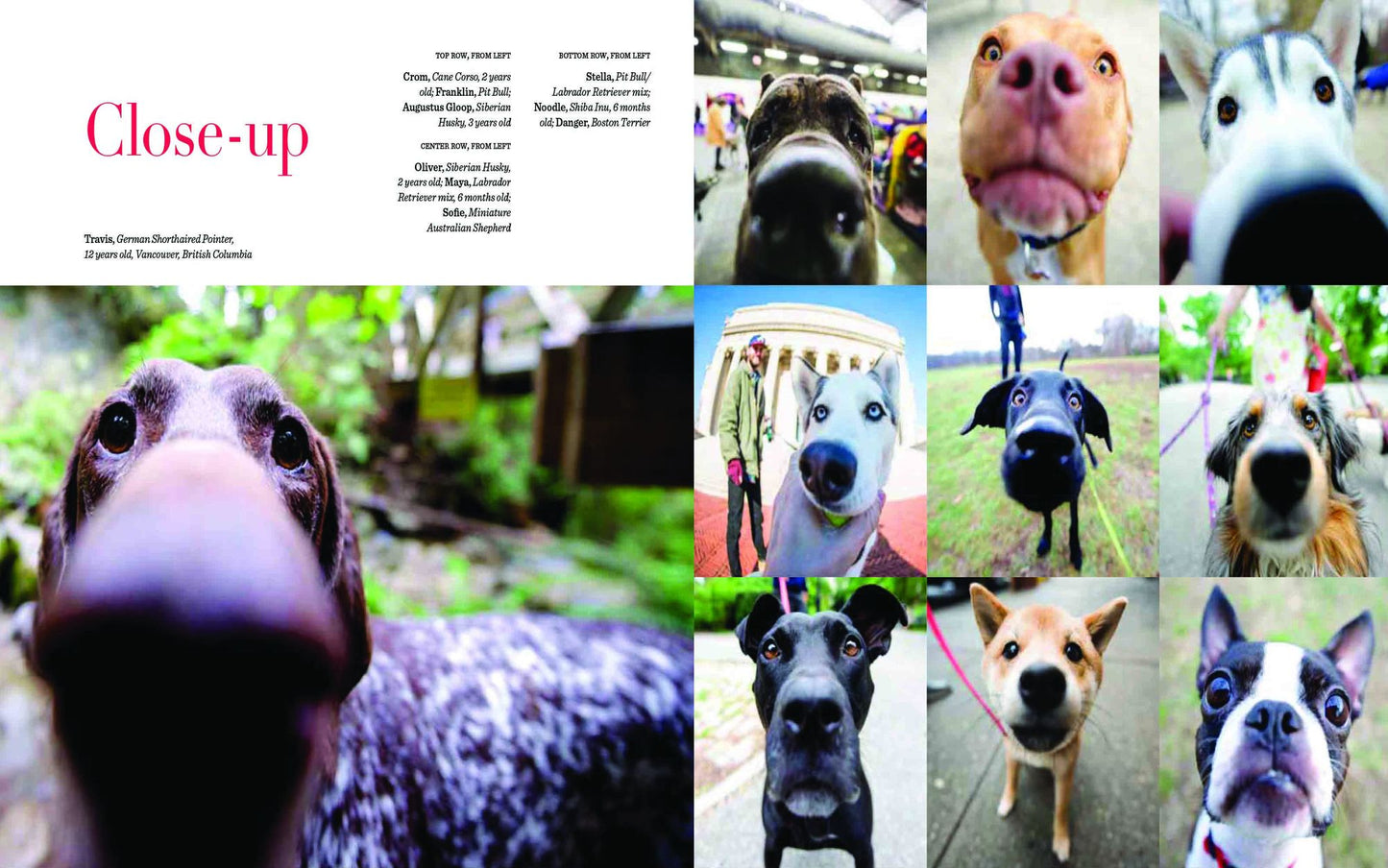 The Dogist: Photographic Encounters with 1,000 Dogs