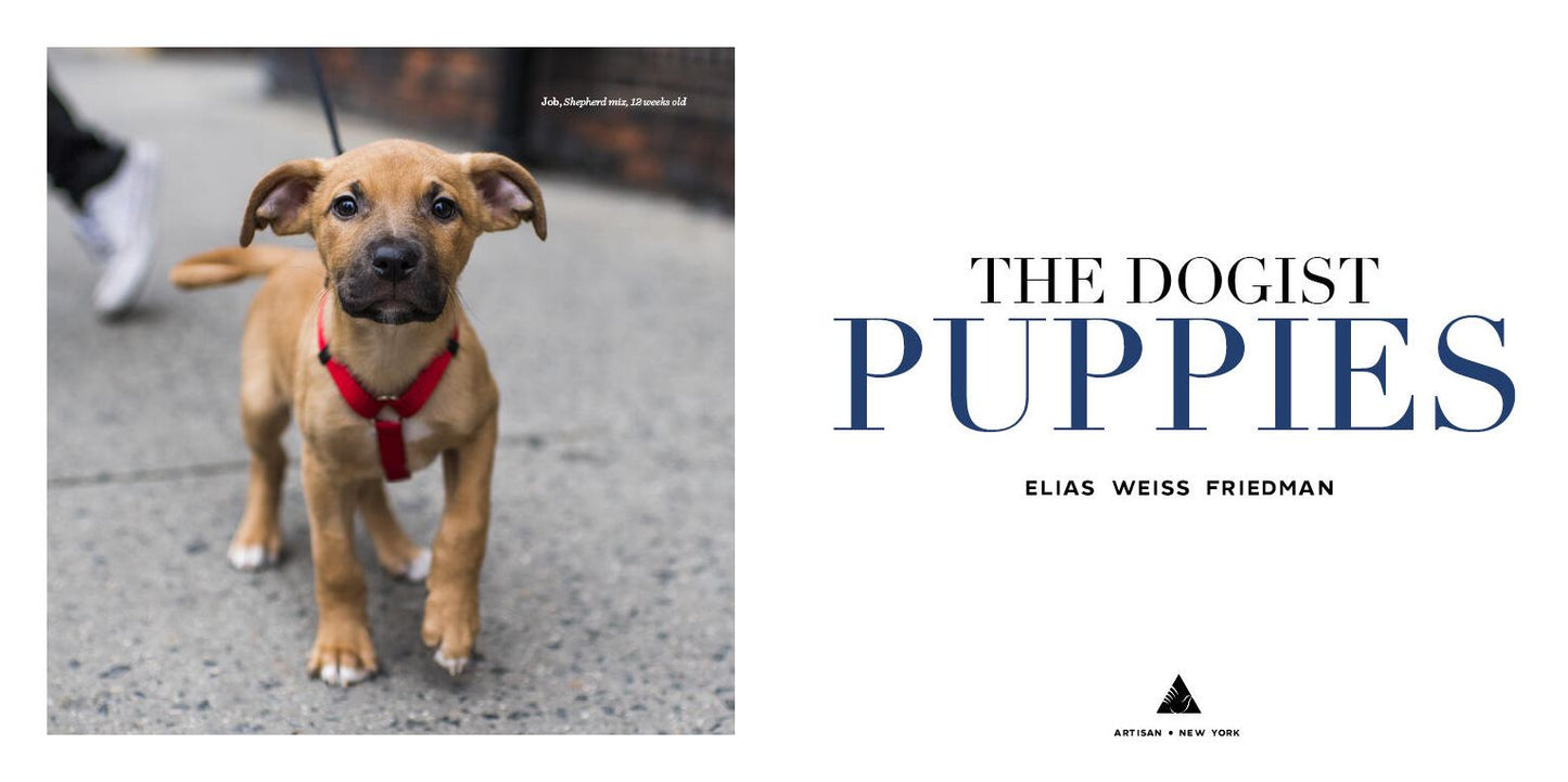 The Dogist Puppies
