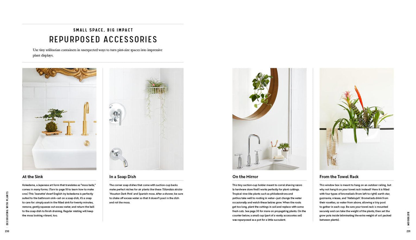 Decorating with Plants: What to Choose, Ways to Style, and How to Make Them Thrive