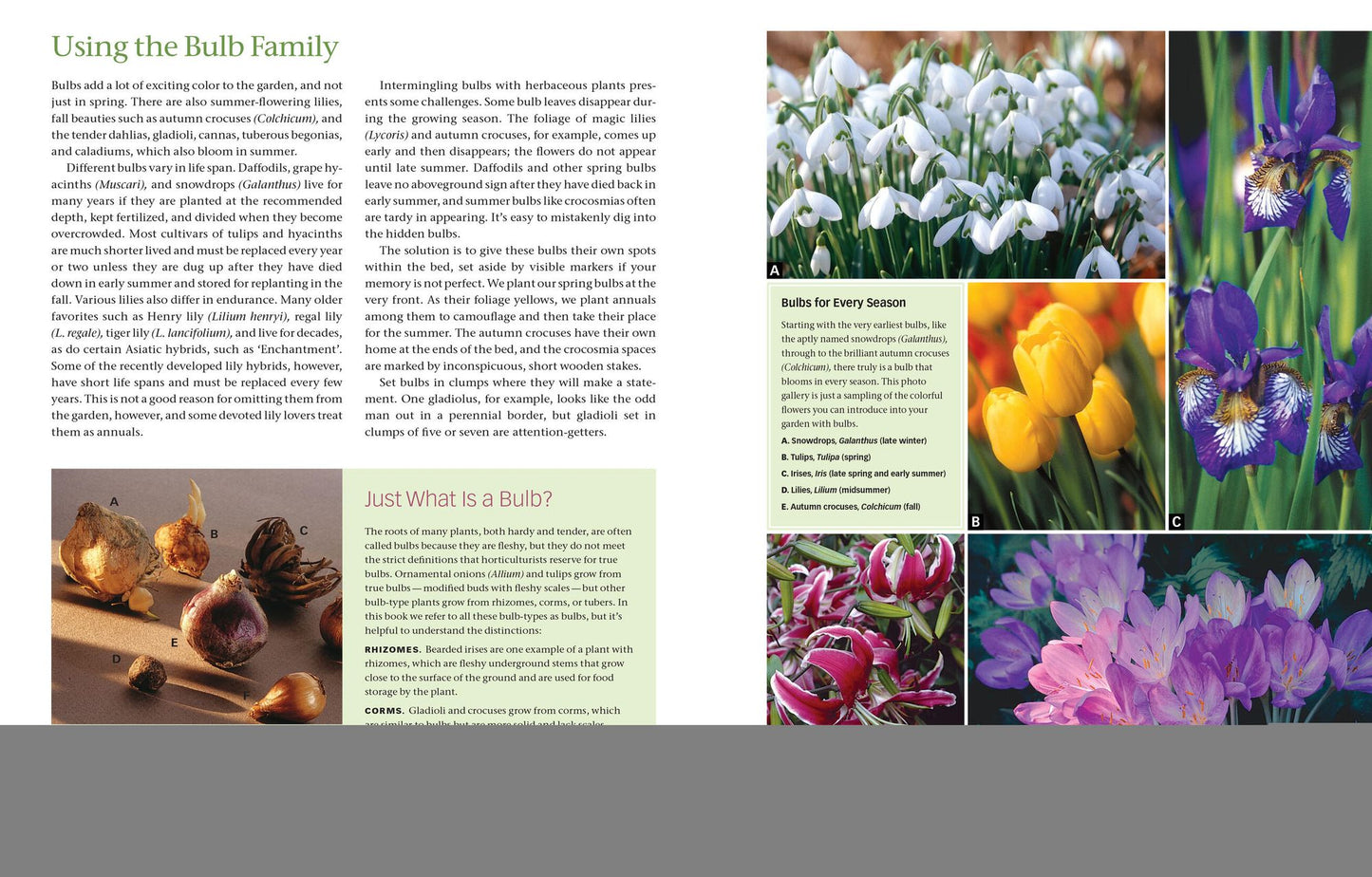The Flower Gardener's Bible: A Complete Guide to Colorful Blooms All Season Long; 10th Anniversary Edition with a new foreword by Suzy Bales
