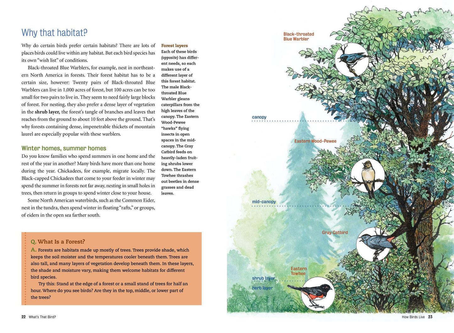What's That Bird?: Getting to Know the Birds Around You