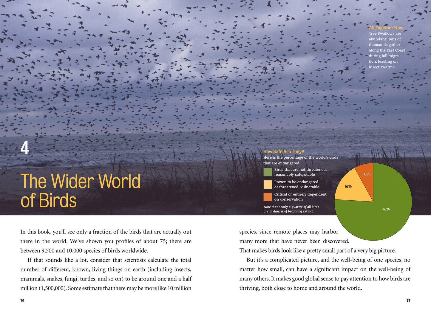 What's That Bird?: Getting to Know the Birds Around You