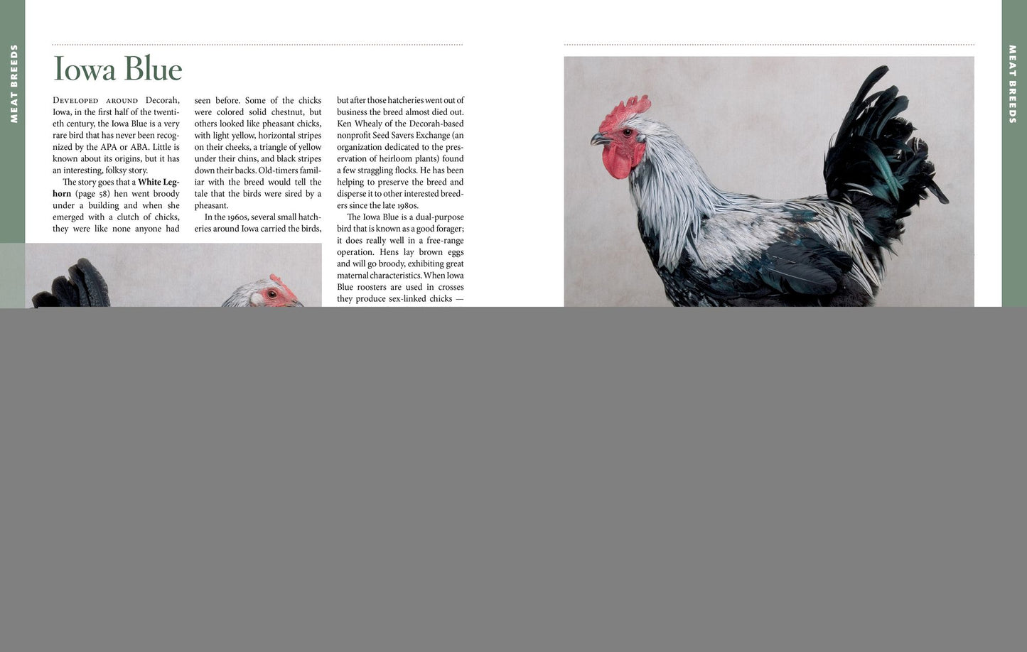 Storey's Illustrated Guide to Poultry Breeds