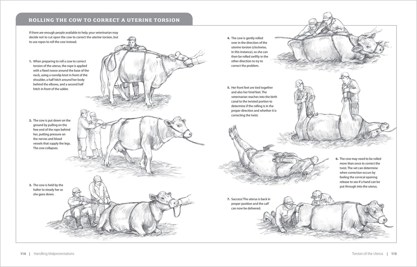 Essential Guide to Calving: Giving Your Beef or Dairy Herd a Healthy Start