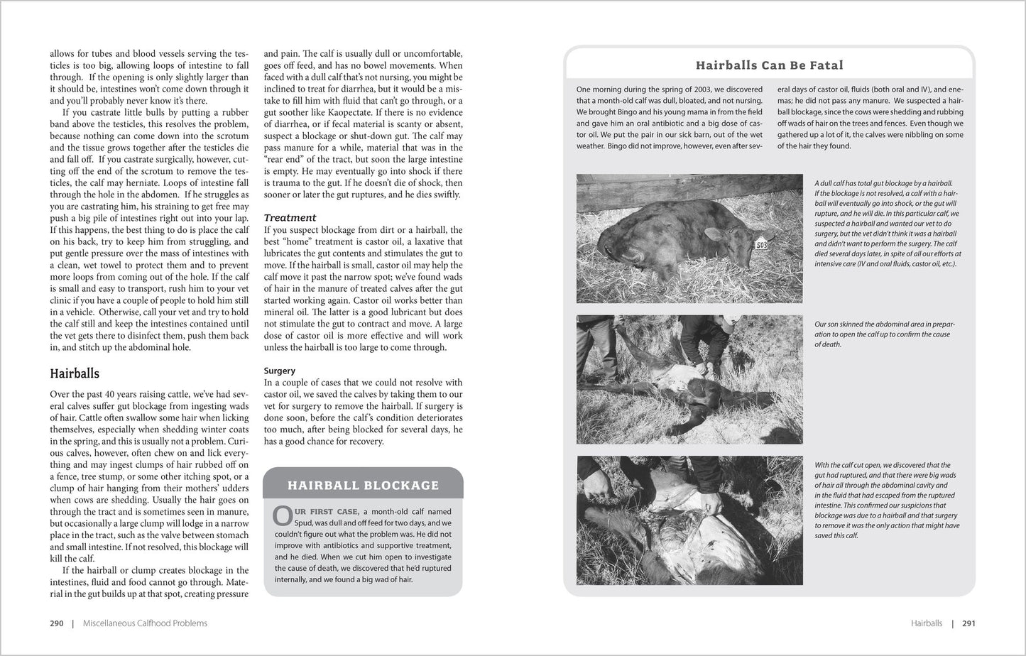Essential Guide to Calving: Giving Your Beef or Dairy Herd a Healthy Start