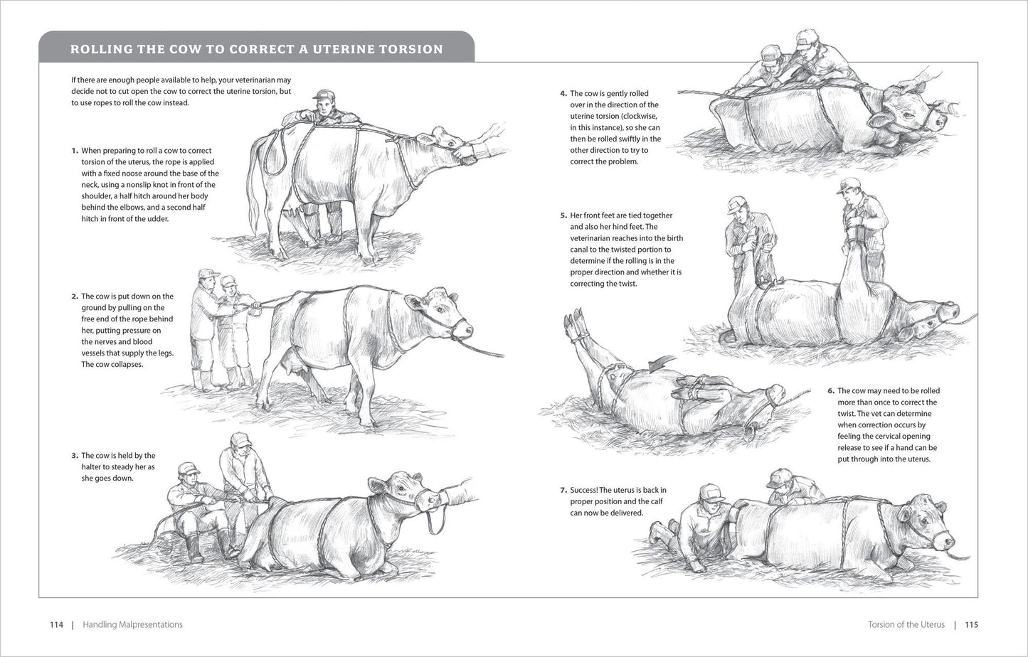 Essential Guide to Calving: Giving Your Beef or Dairy Herd a Healthy Start