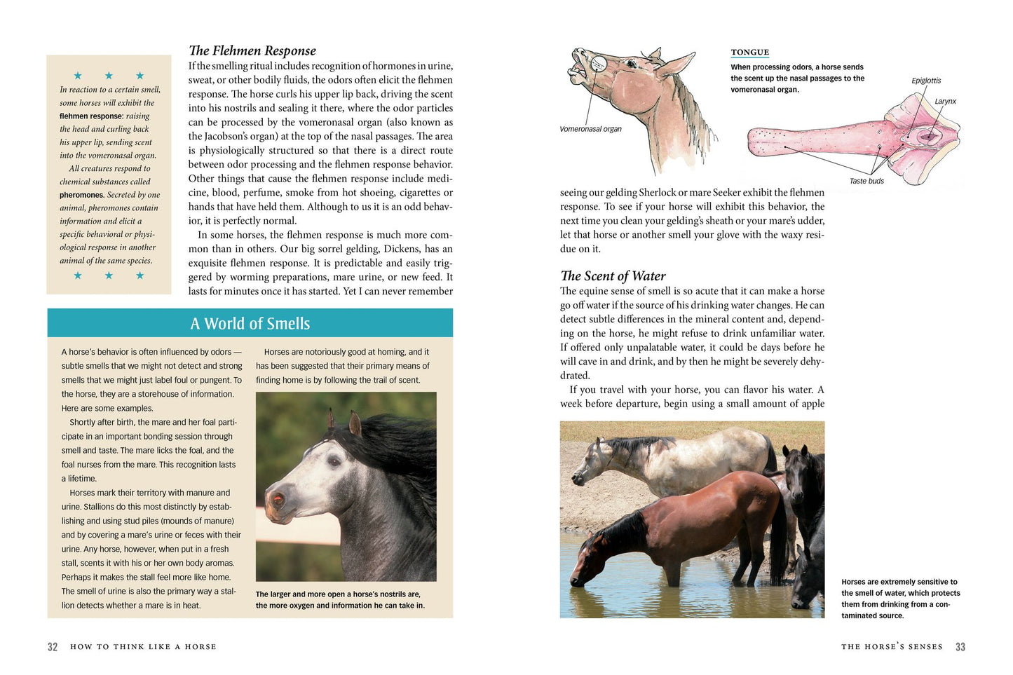How to Think Like A Horse: Essential Insights for Understanding Equine Behavior and Building an Effective Partnership with Your Horse