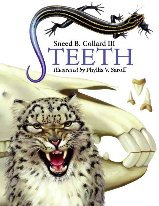 Teeth