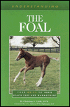Understanding the Foal: Your Guide to Horse Health Care and Management