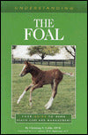 Understanding the Foal: Your Guide to Horse Health Care and Management