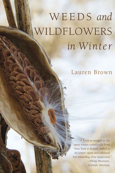 Weeds and Wildflowers in Winter