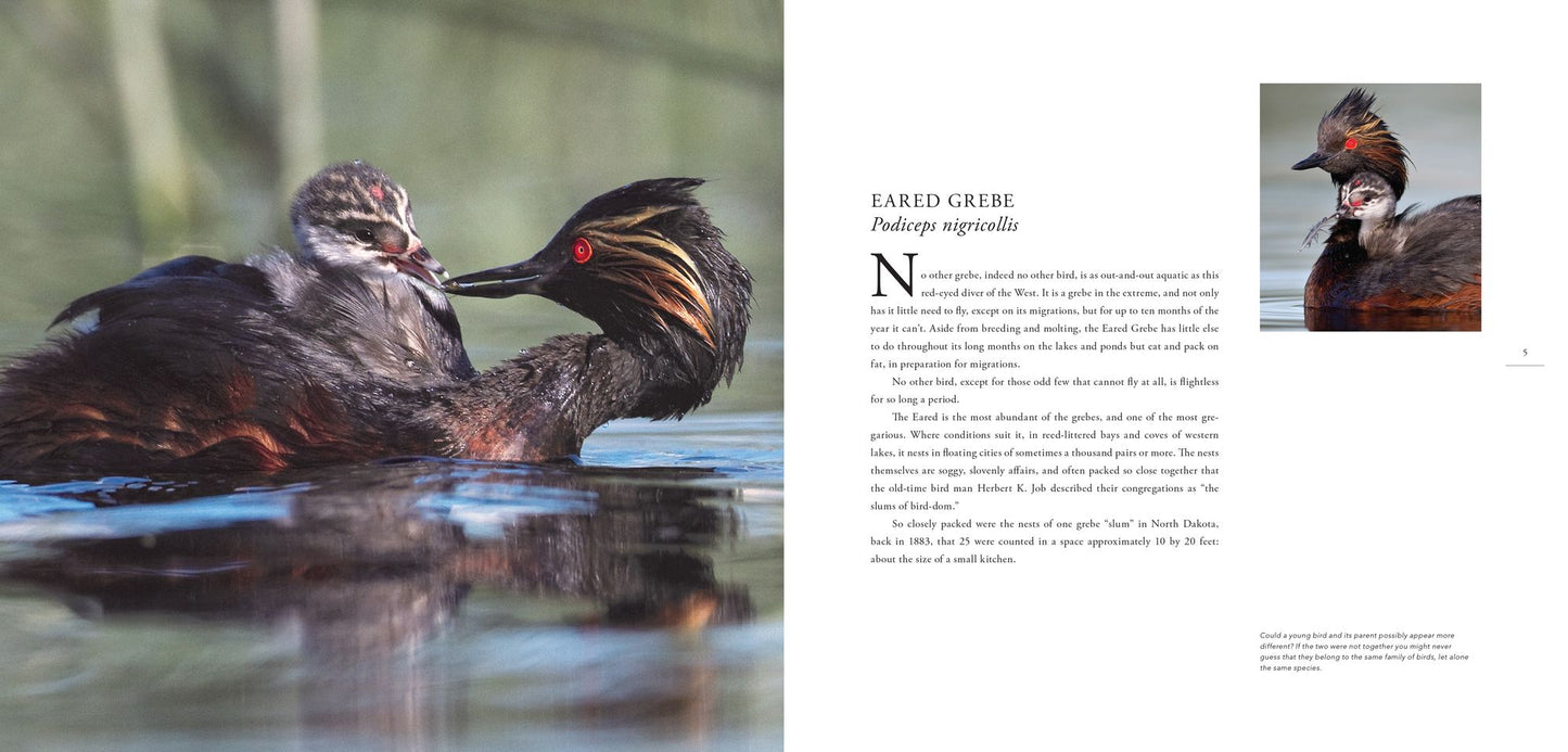 Water Babies: The Hidden Lives of Baby Wetland Birds