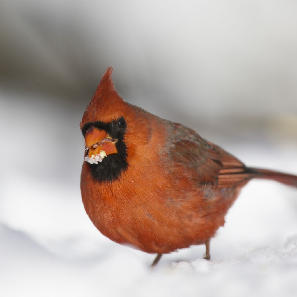 Birds of New York City