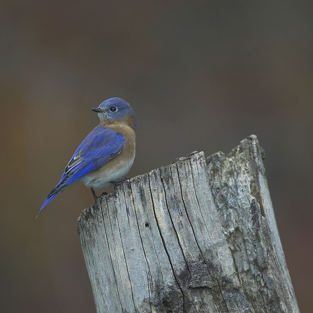 Birds of New York City