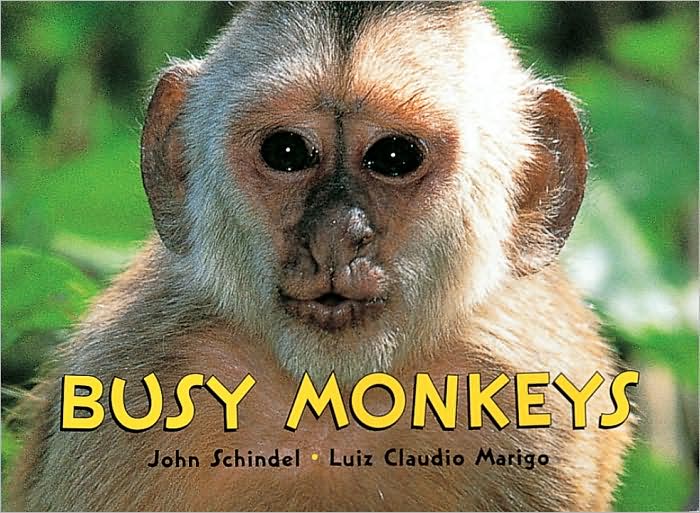 Busy Monkeys