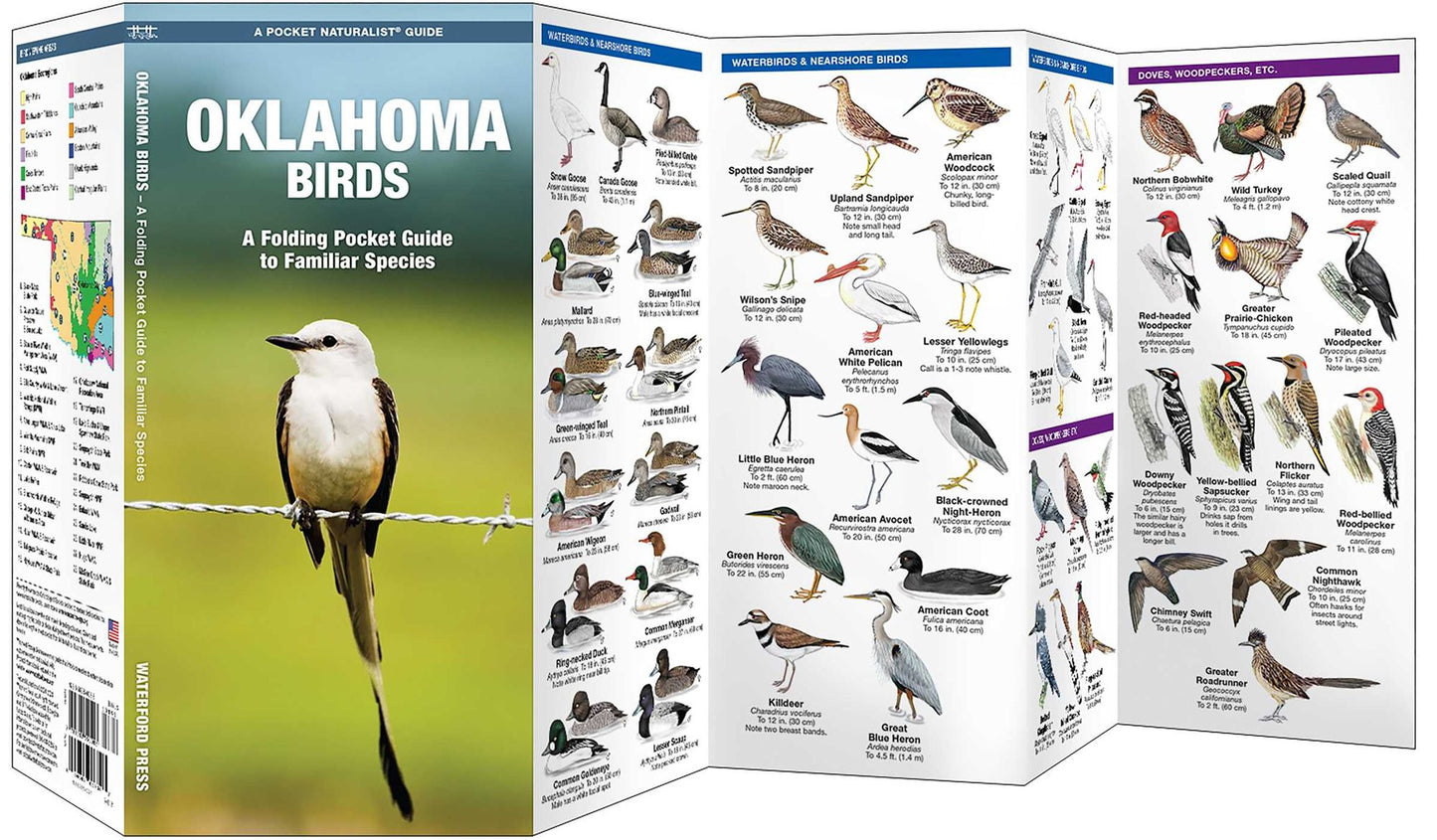 Oklahoma Birds: An Introduction to Familiar Species