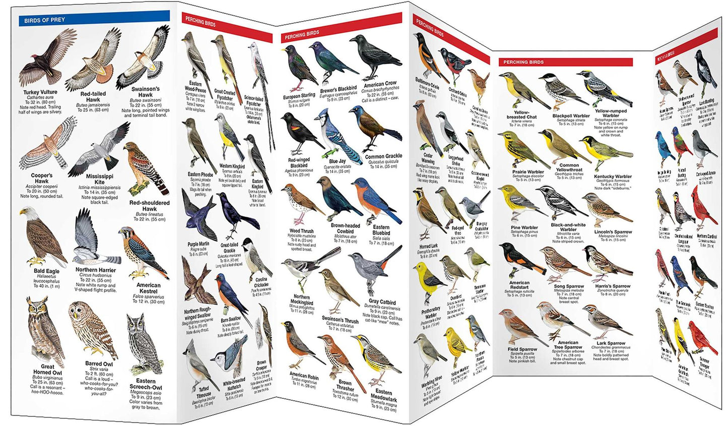 Oklahoma Birds: An Introduction to Familiar Species