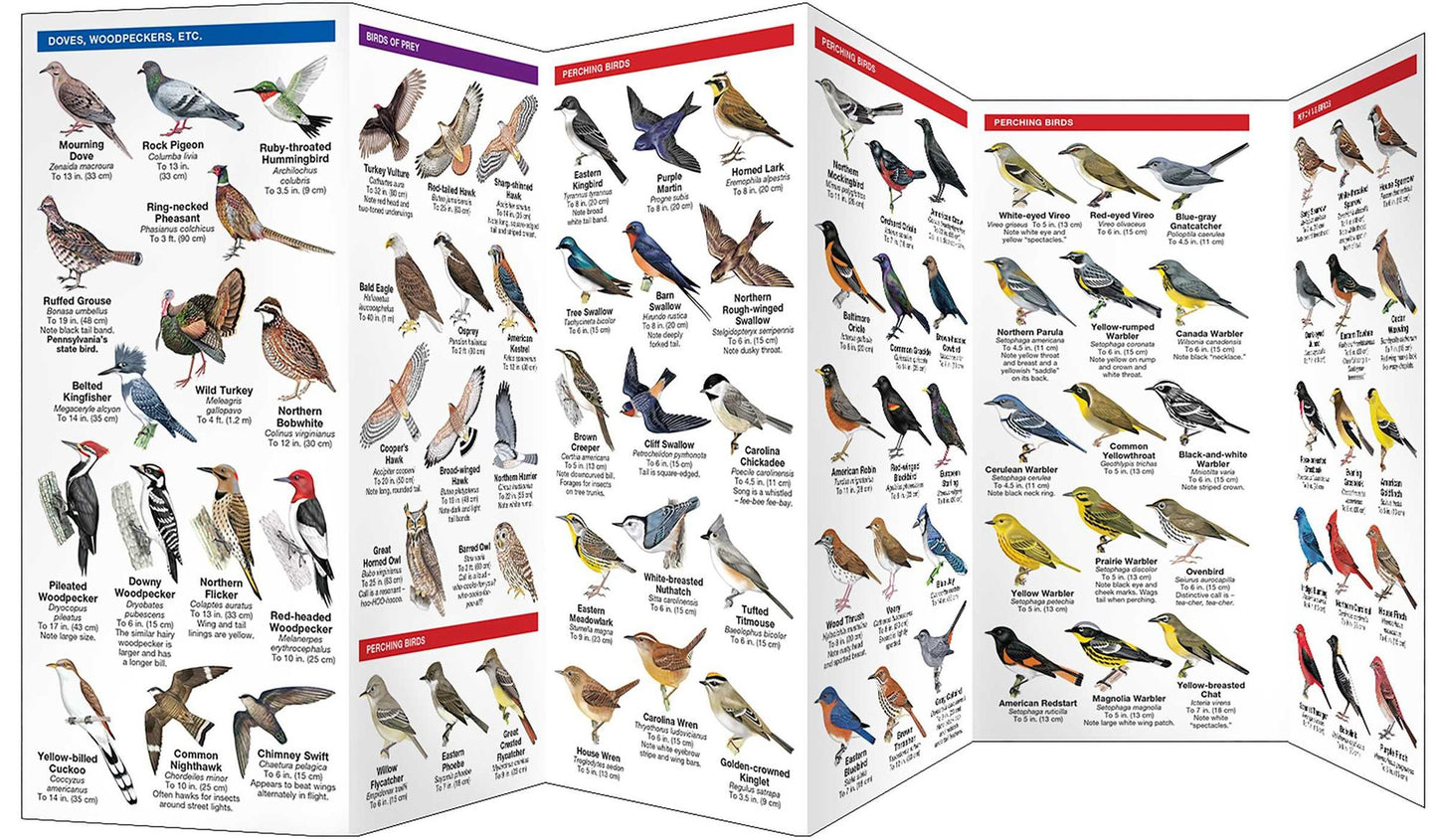 Pennsylvania Birds