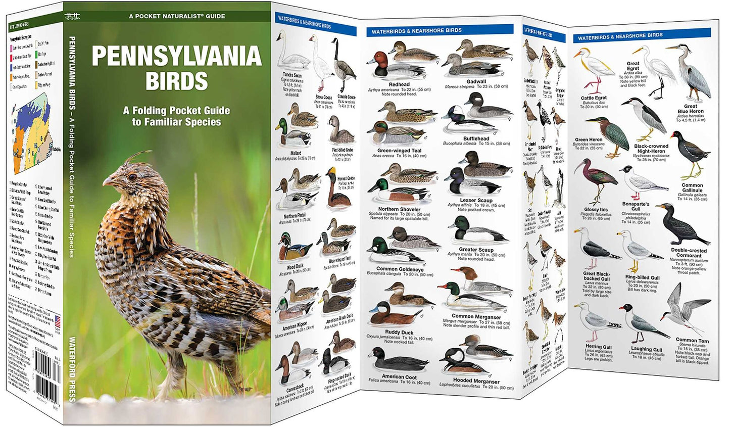 Pennsylvania Birds