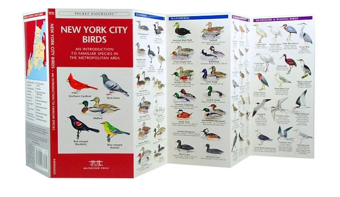 New York City Birds: An Introduction to Familiar Species in the Metropolitan Area