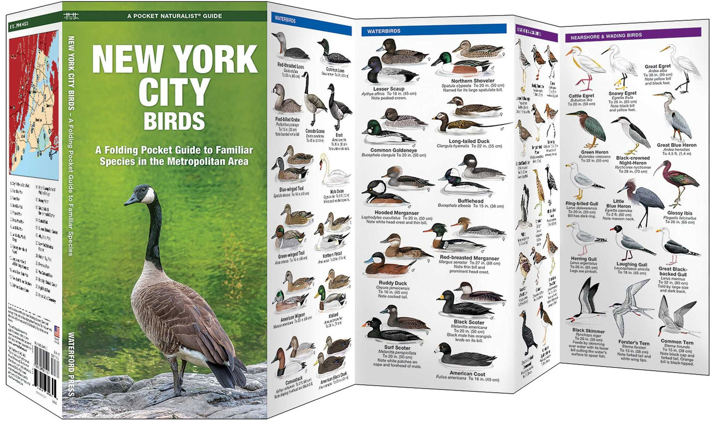 New York City Birds: An Introduction to Familiar Species in the Metropolitan Area