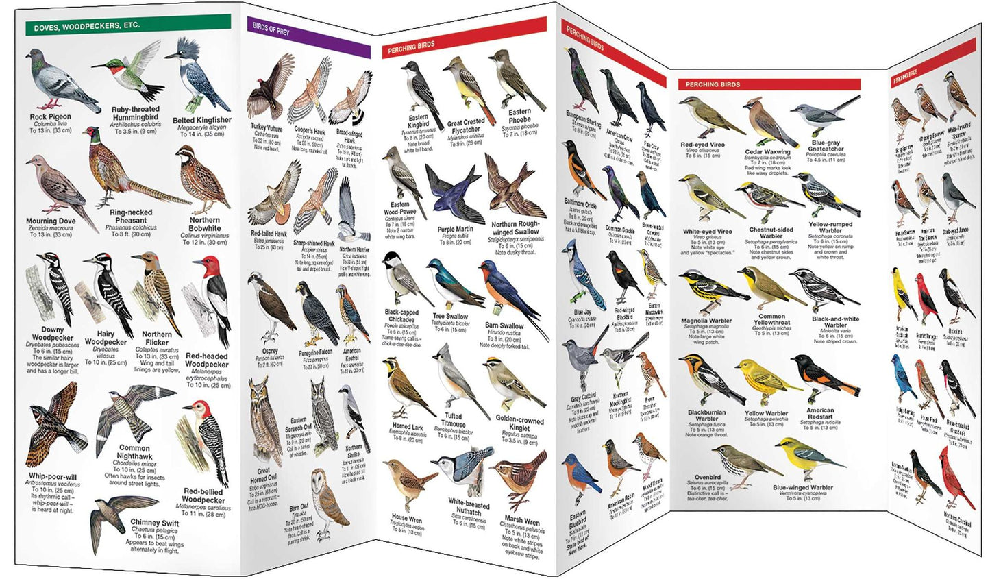 New York City Birds: An Introduction to Familiar Species in the Metropolitan Area