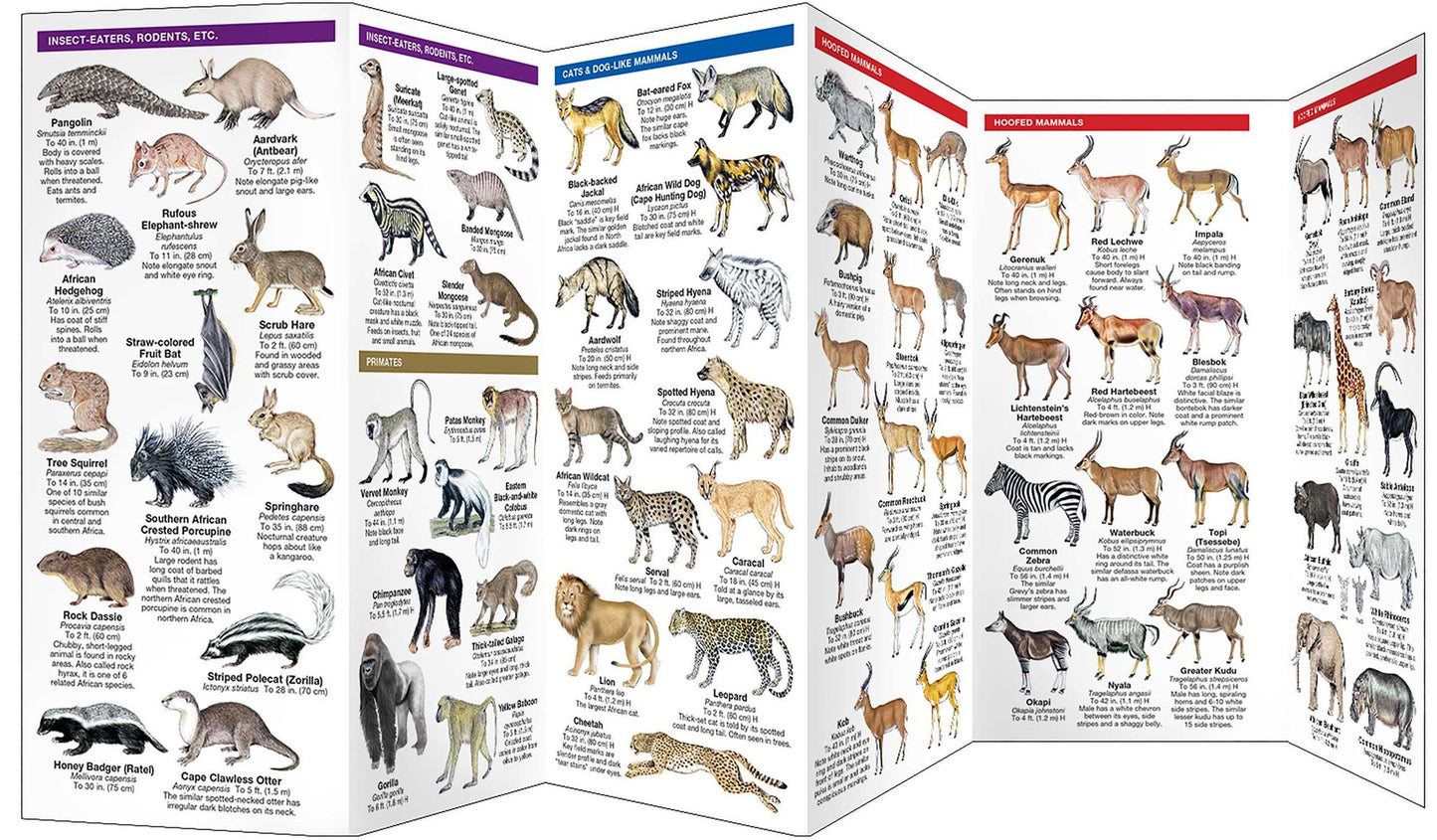 African Wildlife: An Introduction to Familiar Species
