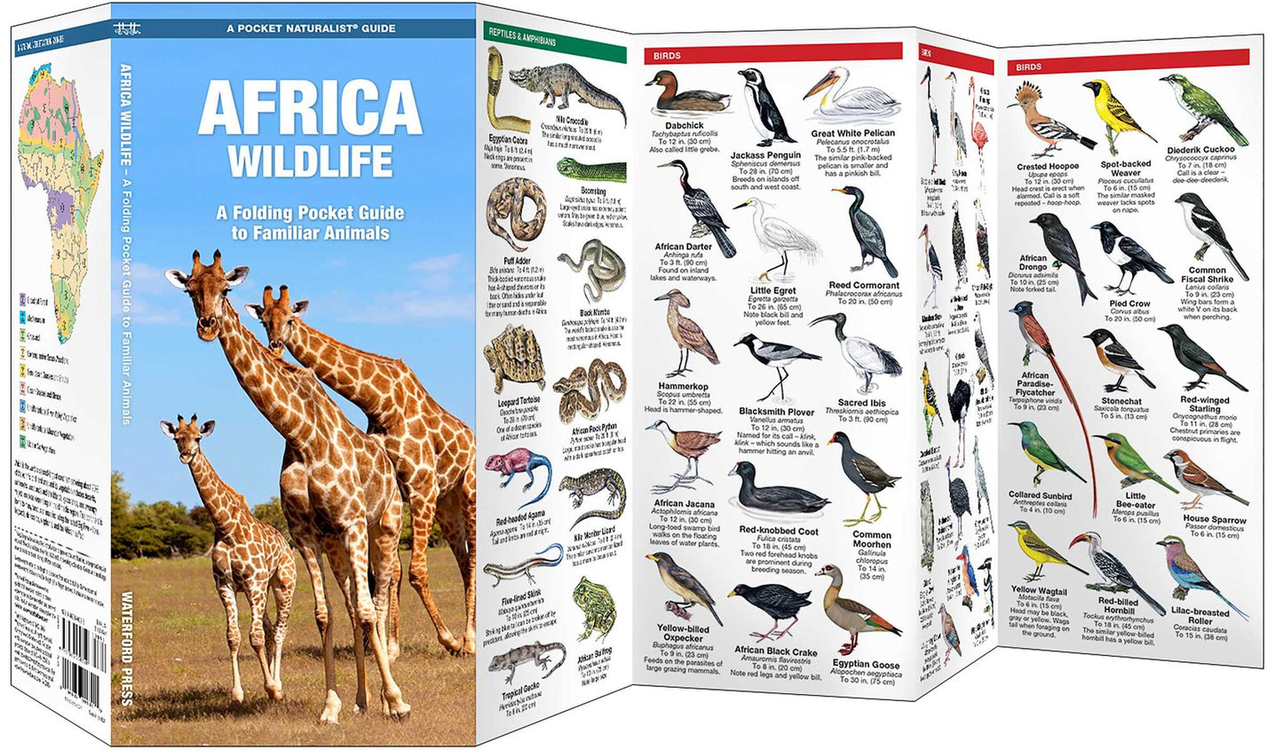 African Wildlife: An Introduction to Familiar Species