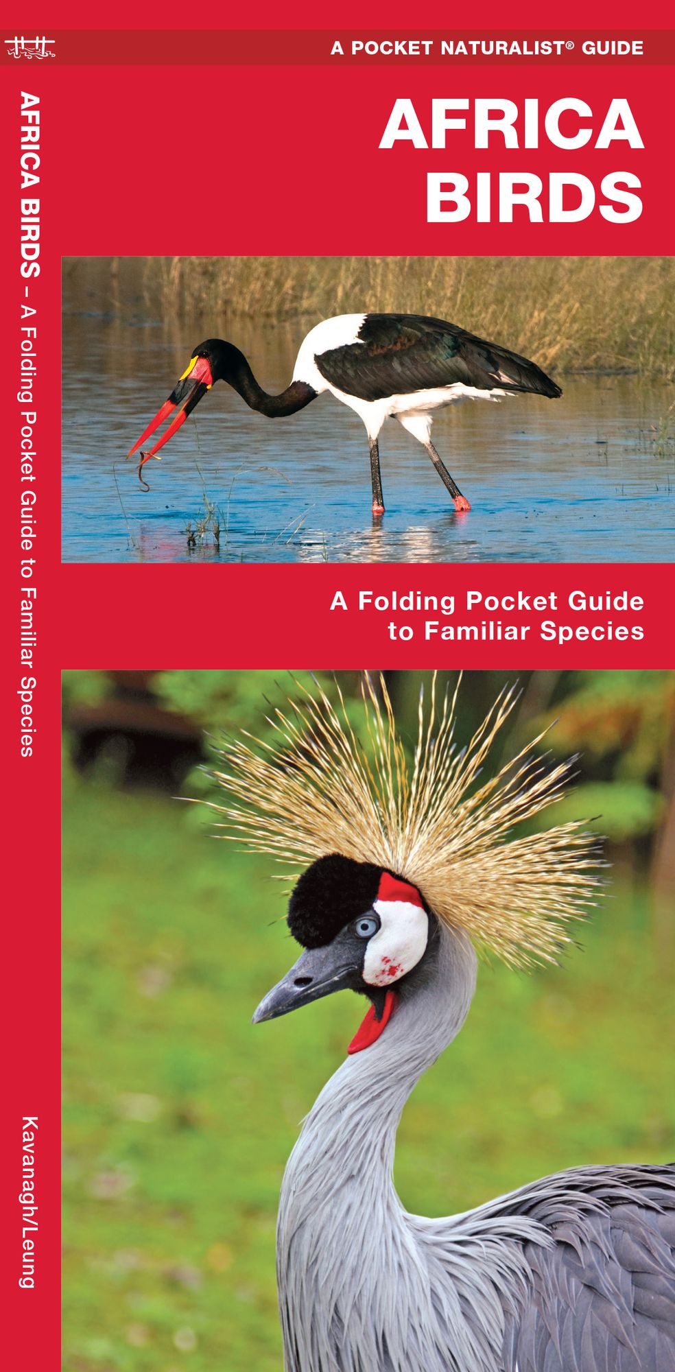 African Birds: An Introduction to Familiar Species