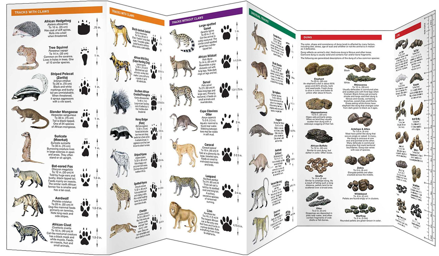 African Animal Tracks: An Introduction to the Tracks and Signs of Familiar Species