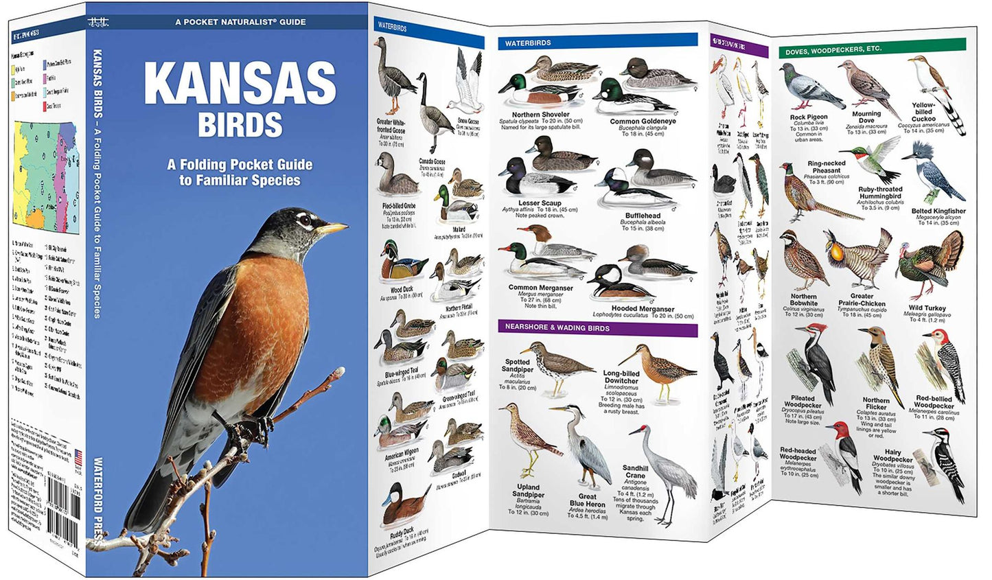 Kansas Birds: An Introduction to Familiar Species