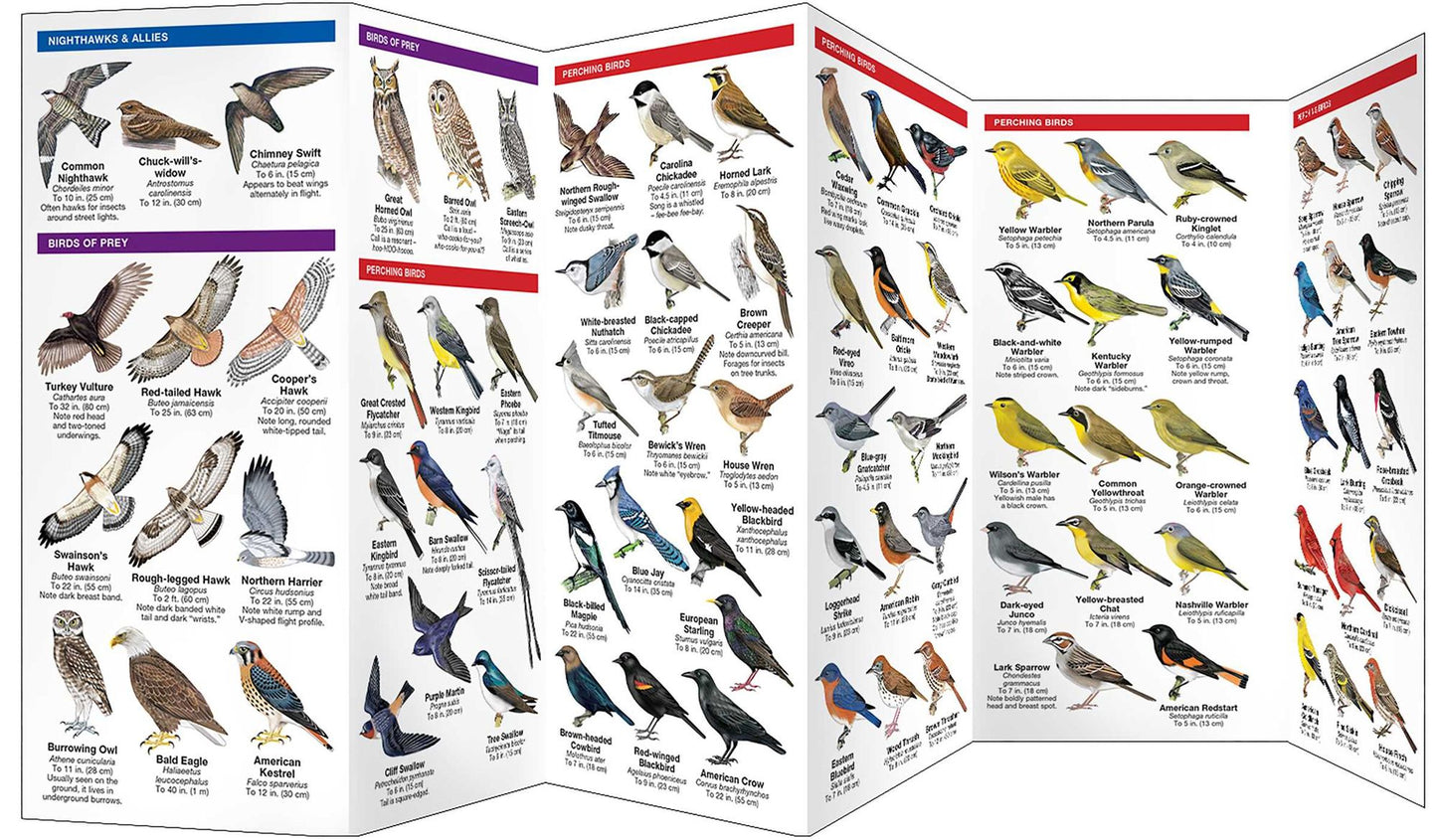 Kansas Birds: An Introduction to Familiar Species