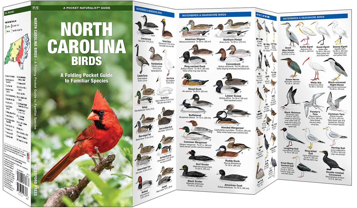 North Carolina Birds: An Introduction to Familiar Species