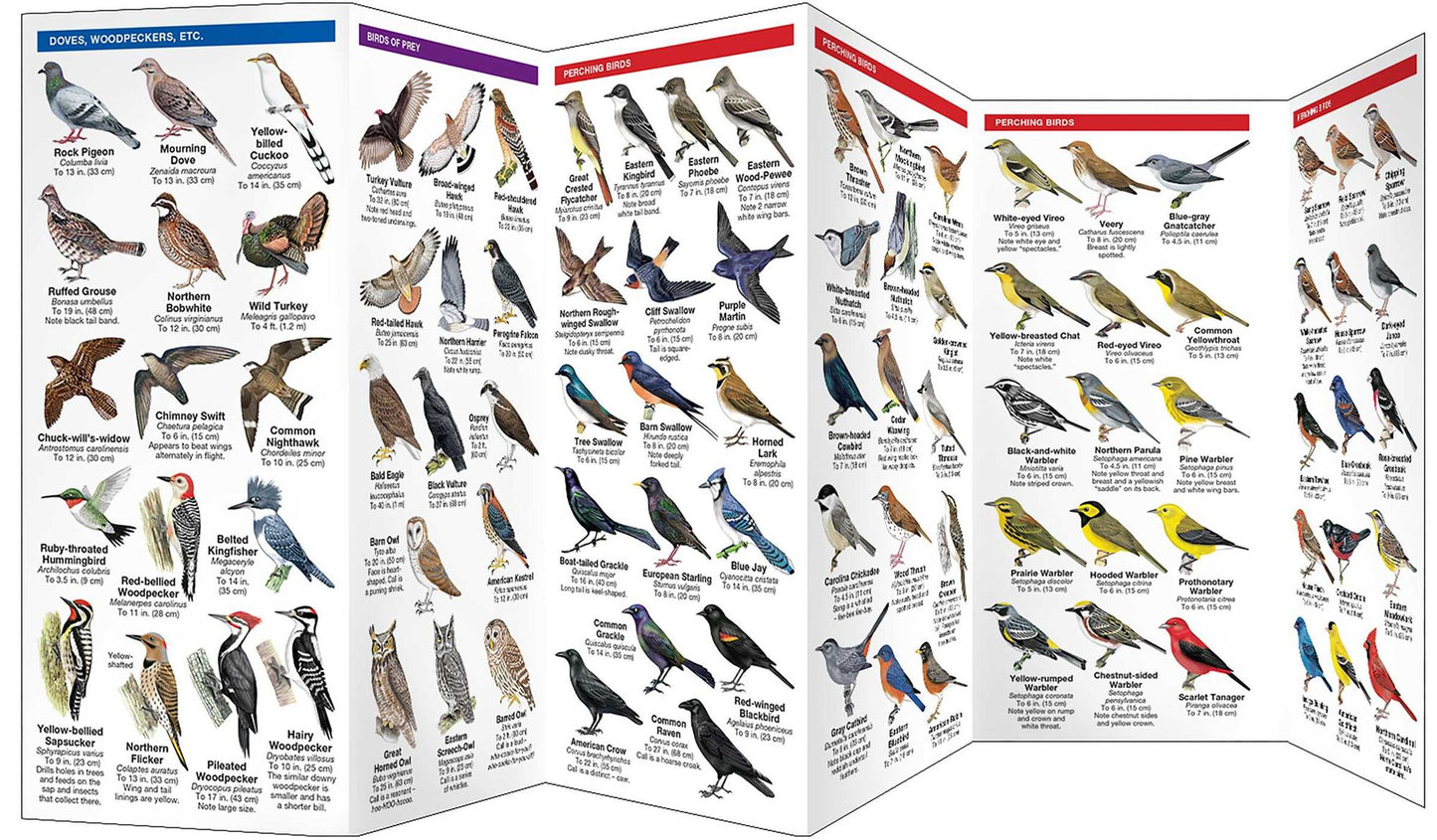 North Carolina Birds: An Introduction to Familiar Species