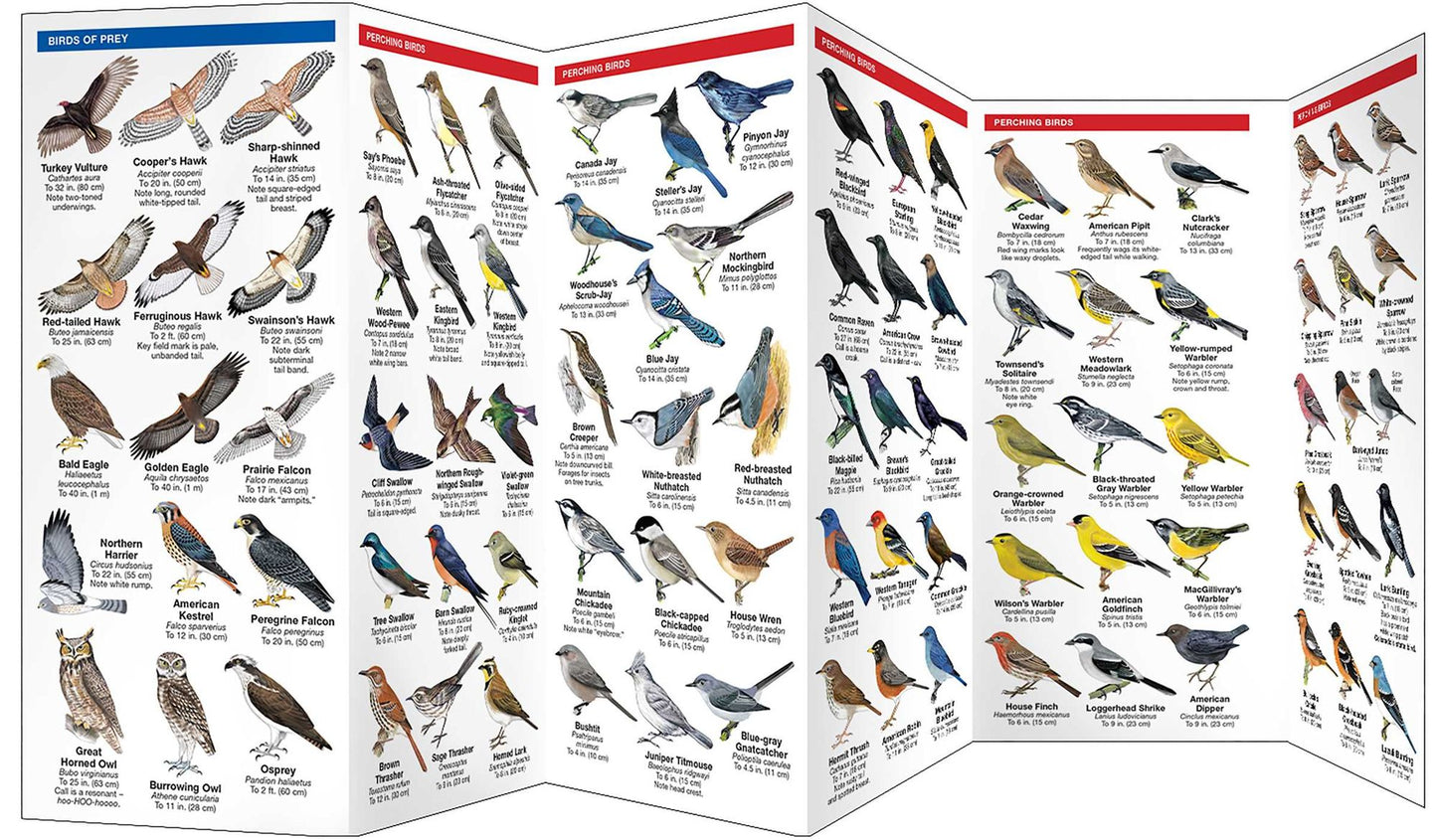 Colorado Birds: A Folding Pocket Guide to Familiar Species