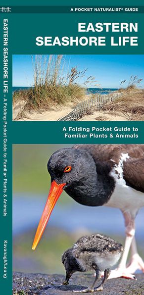 Pocket Naturalist Eastern Seashore Life